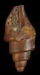 Agatized Fossil Gastropod From Morocco - #38427-1